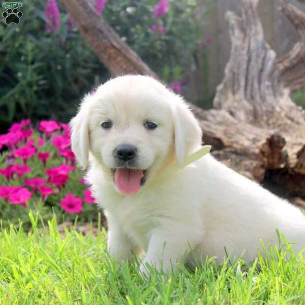 Wren, English Cream Golden Retriever Puppy
