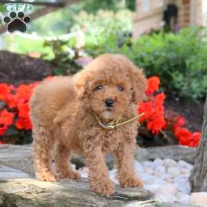 Wren, Miniature Poodle Puppy