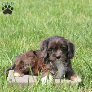 Wren, Cavapoo Puppy