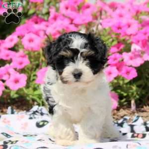 Wren, Havanese Puppy