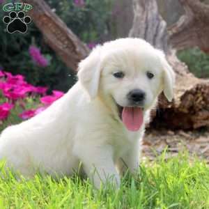 Wren, English Cream Golden Retriever Puppy