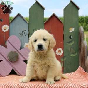 Wren, English Cream Golden Retriever Puppy