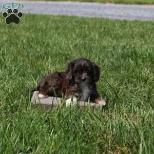 Wren, Cavapoo Puppy