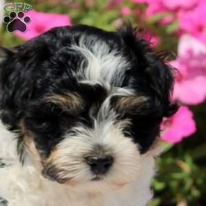 Wren, Havanese Puppy