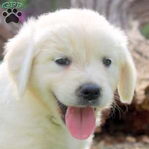 Wren, English Cream Golden Retriever Puppy