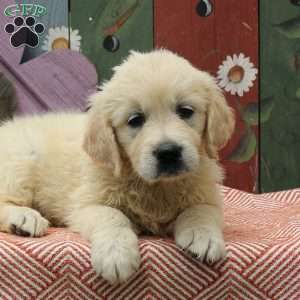 Wren, English Cream Golden Retriever Puppy