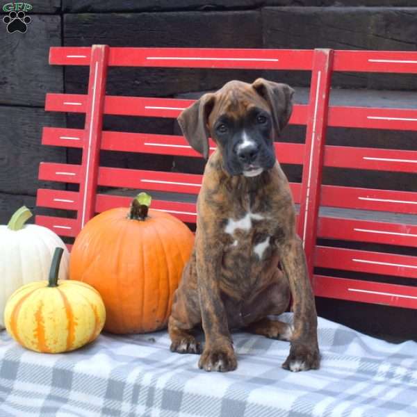 Wrigley, Boxer Puppy