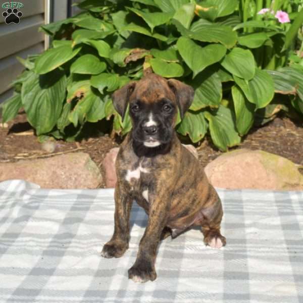 Wrigley, Boxer Puppy