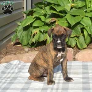 Wrigley, Boxer Puppy