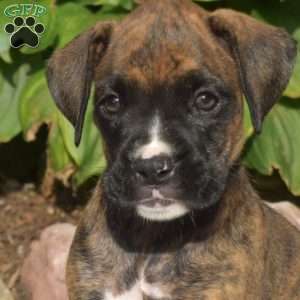 Wrigley, Boxer Puppy