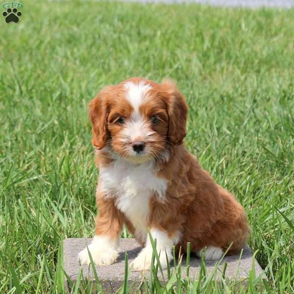Wyatt, Cavapoo Puppy