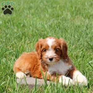 Wyatt, Cavapoo Puppy