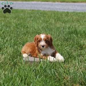 Wyatt, Cavapoo Puppy
