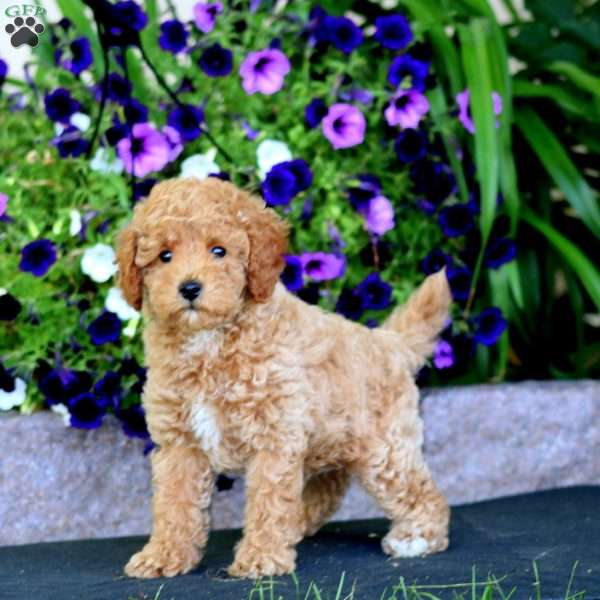 Wyatt, Miniature Poodle Puppy