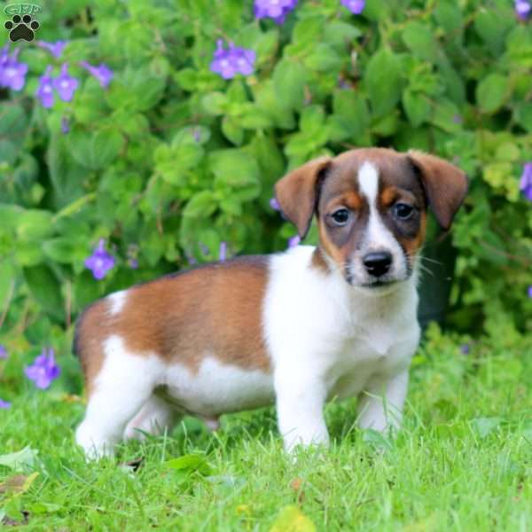 Wyatt, Jack Russell Terrier Puppy