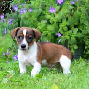 Wyatt, Jack Russell Terrier Puppy
