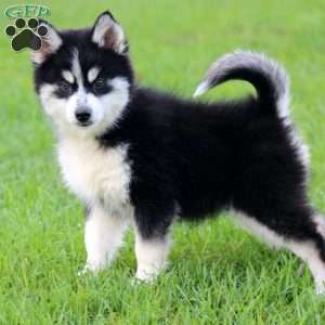 Wyatt, Pomsky Puppy