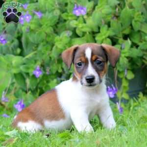 Wyatt, Jack Russell Terrier Puppy