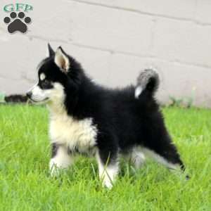 Wyatt, Pomsky Puppy