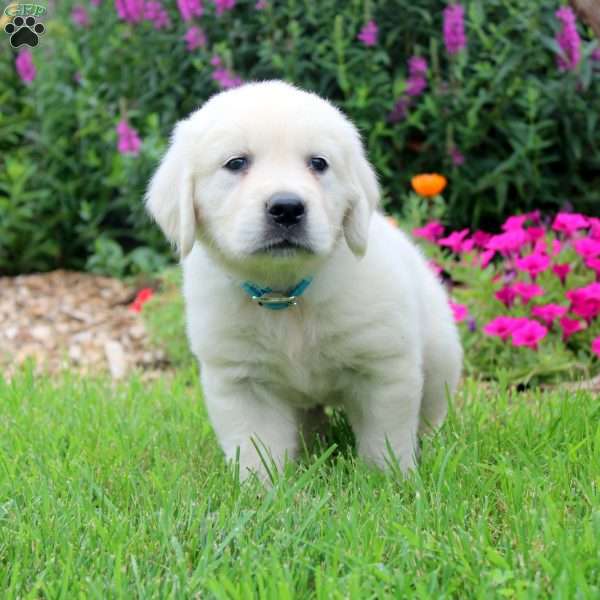 Wyoming, English Cream Golden Retriever Puppy