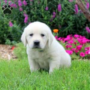 Wyoming, English Cream Golden Retriever Puppy