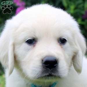 Wyoming, English Cream Golden Retriever Puppy