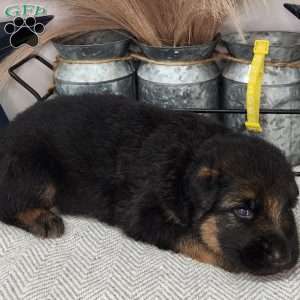 Bear, German Shepherd Puppy