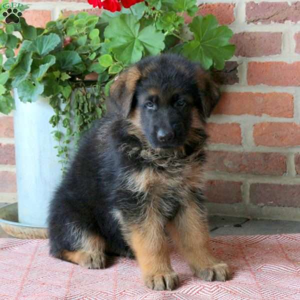Zach, German Shepherd Puppy