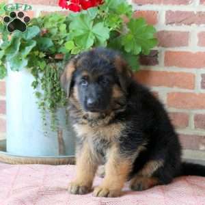 Zach, German Shepherd Puppy