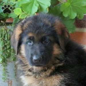 Zach, German Shepherd Puppy