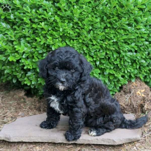 Zack, Havapoo Puppy