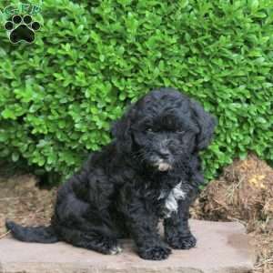 Zack, Havapoo Puppy
