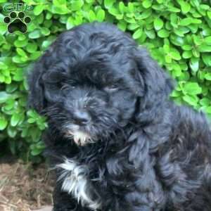 Zack, Havapoo Puppy