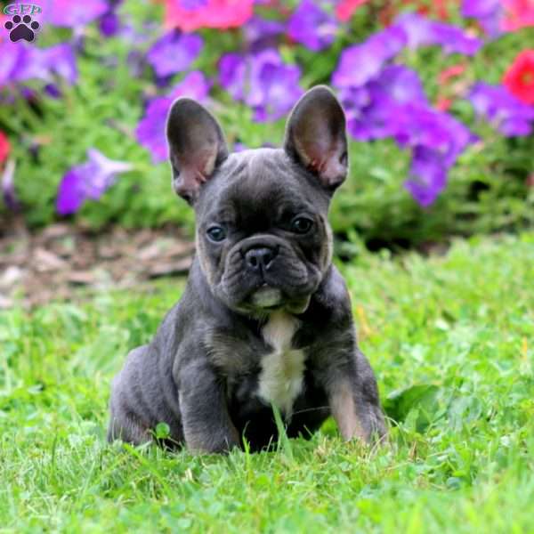 Zander, French Bulldog Puppy