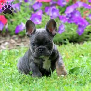 Zander, French Bulldog Puppy