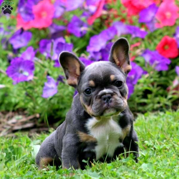 Zaylee, French Bulldog Puppy