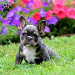 Zaylee, French Bulldog Puppy