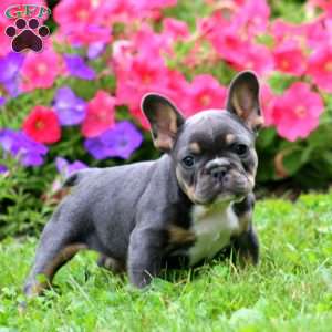 Zaylee, French Bulldog Puppy