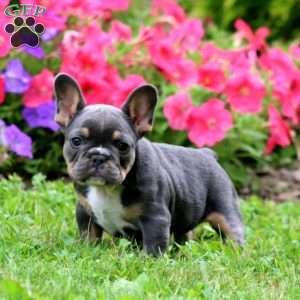 Zaylee, French Bulldog Puppy