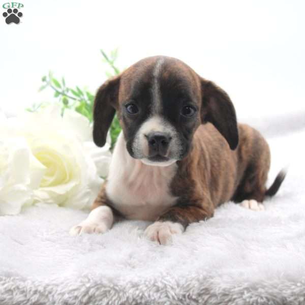 Zebra, Boston Terrier Mix Puppy
