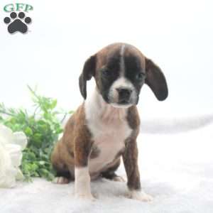 Zebra, Boston Terrier Mix Puppy