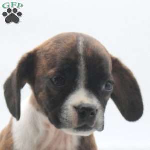Zebra, Boston Terrier Mix Puppy