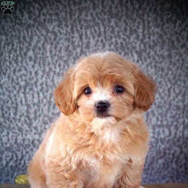 Zeda, Shih-Poo Puppy