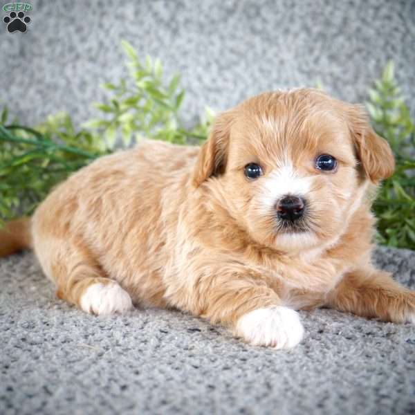 Zeda, Shih-Poo Puppy