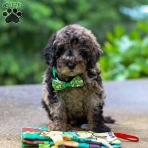 Zeke, Cockapoo Puppy