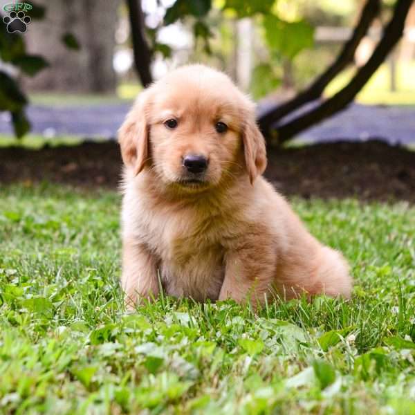 Zeke, Golden Retriever Puppy
