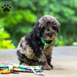 Zeke, Cockapoo Puppy