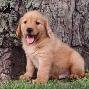 Zeke, Golden Retriever Puppy
