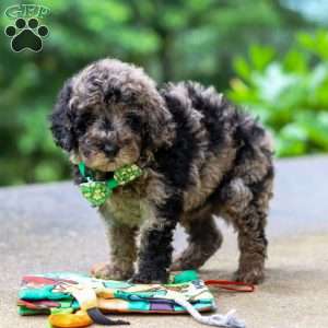 Zeke, Cockapoo Puppy