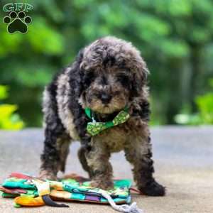 Zeke, Cockapoo Puppy